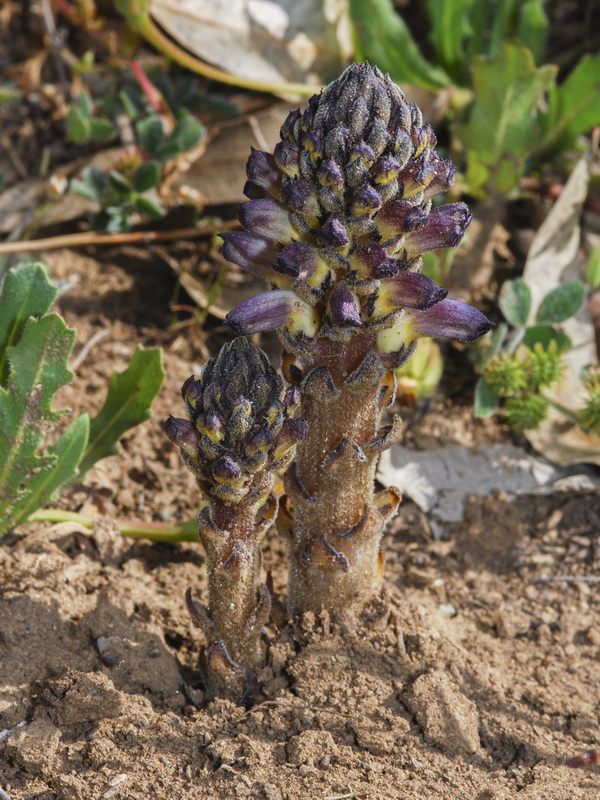 Orobanche cernua.07