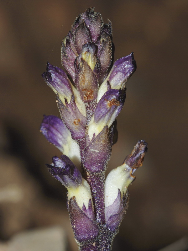 Orobanche cernua.09