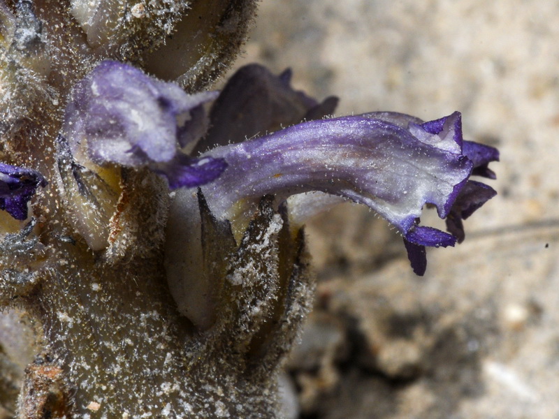 Orobanche cernua.12