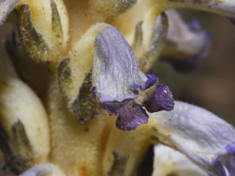 Orobanche cernua.13