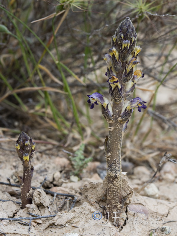 Orobanche cernua.17
