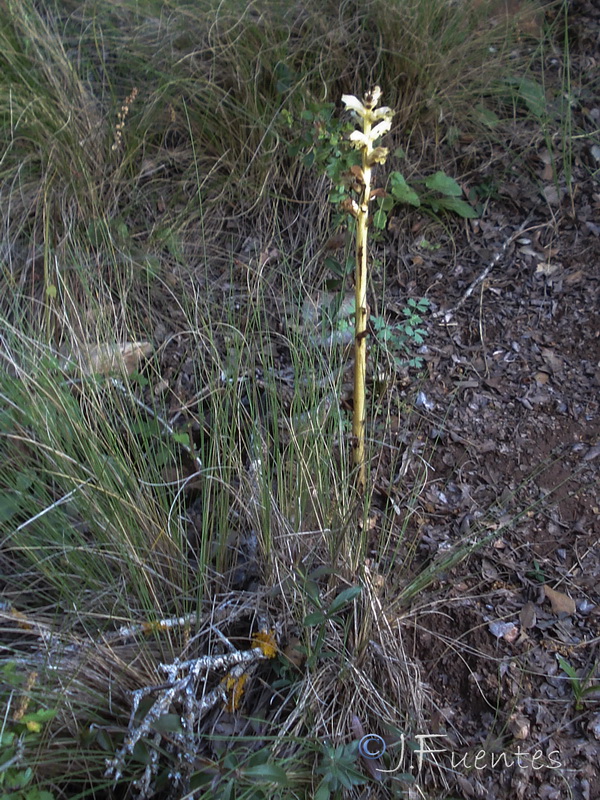 Orobanche clausonis.01