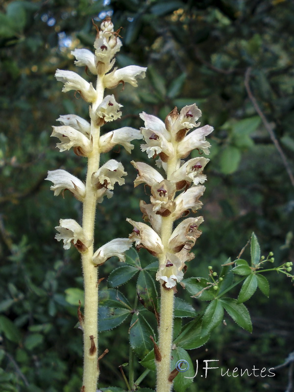 Orobanche clausonis.02