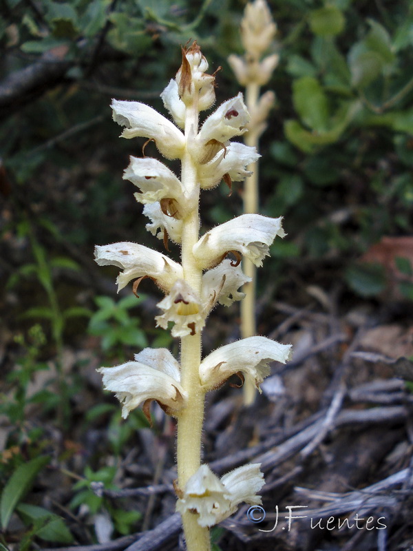 Orobanche clausonis.03