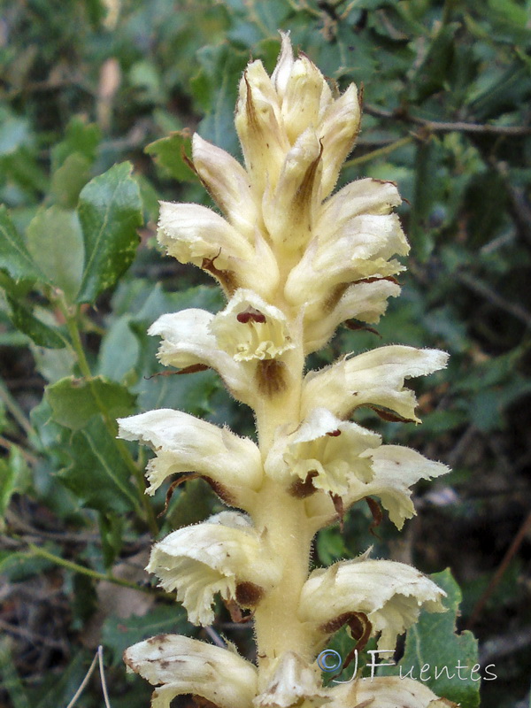 Orobanche clausonis.05