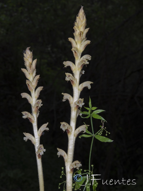 Orobanche clausonis.09