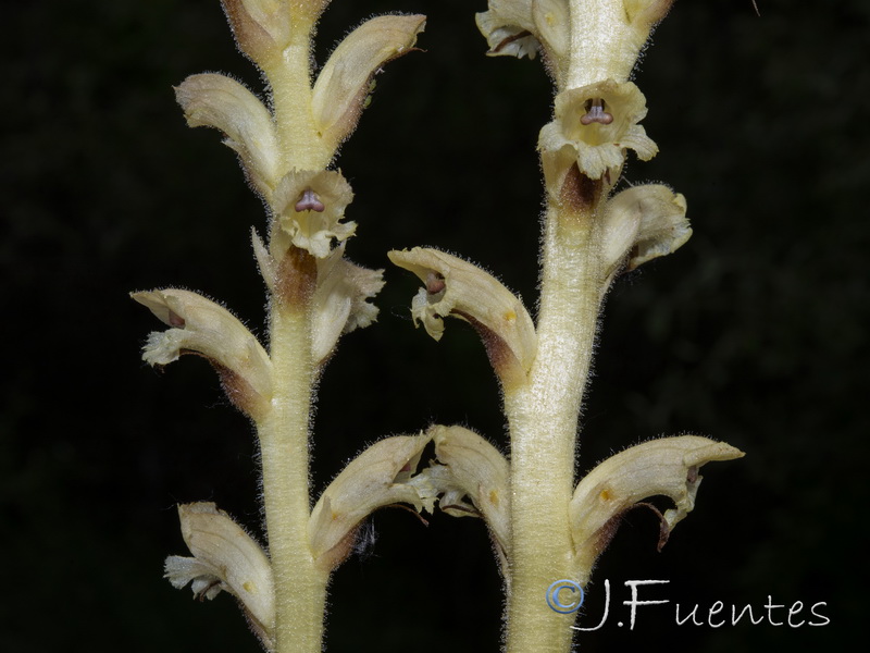 Orobanche clausonis.10