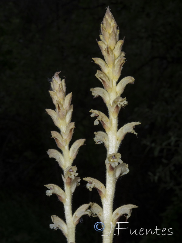 Orobanche clausonis.11