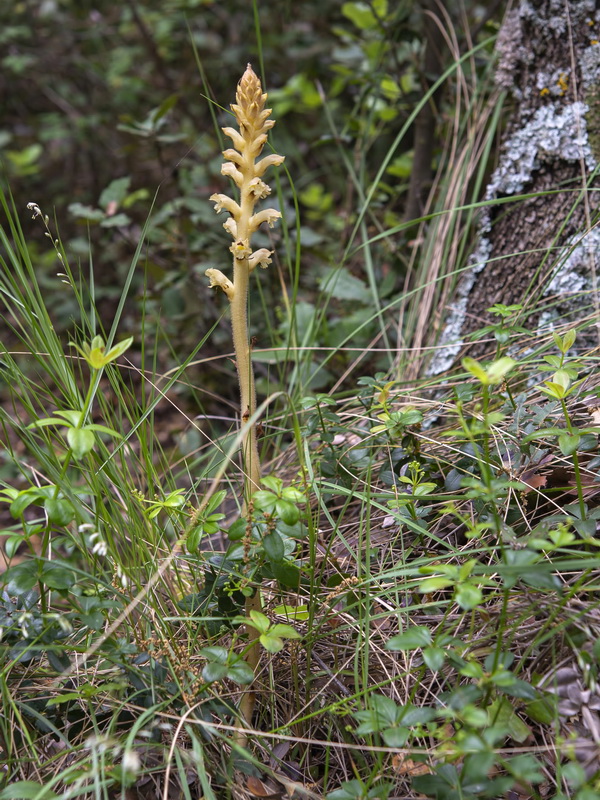 Orobanche clausonis.12