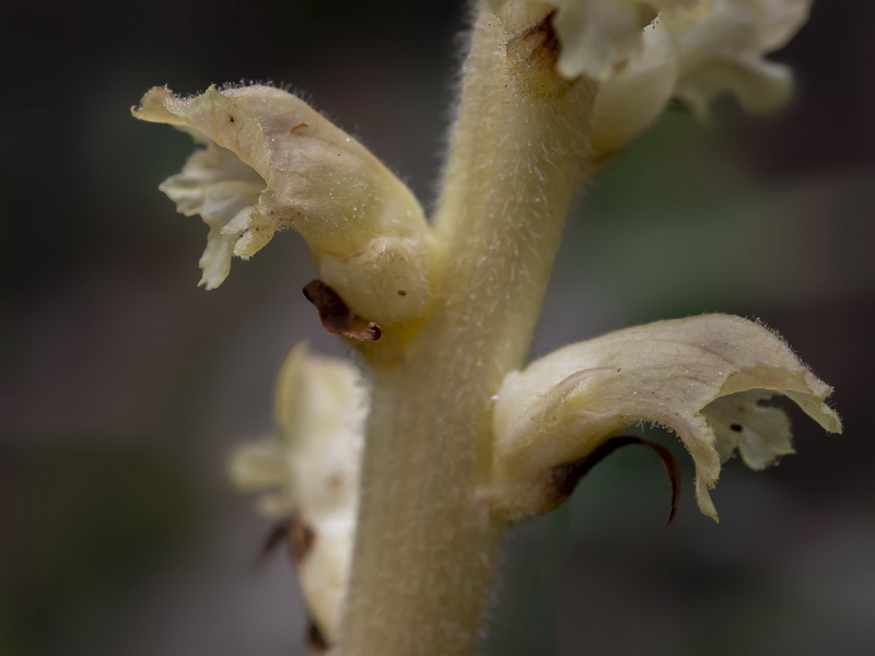 Orobanche clausonis.15