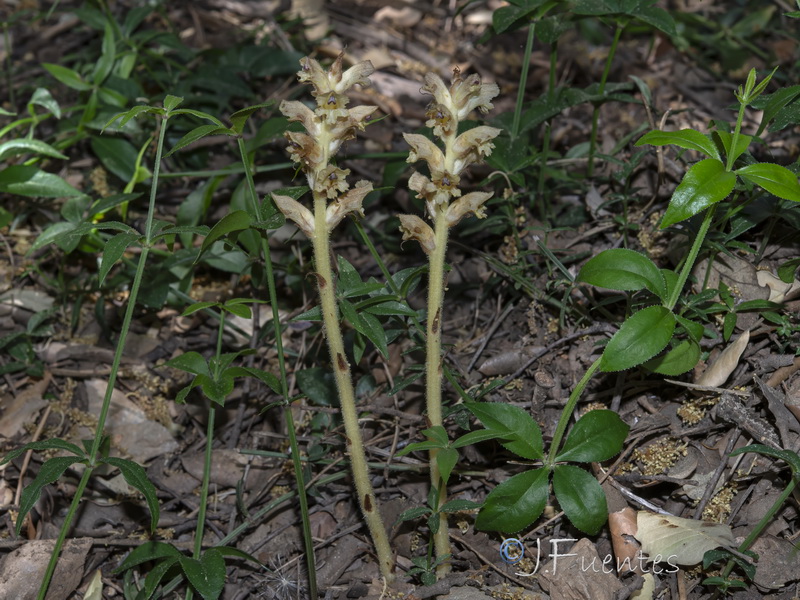Orobanche clausonis.16