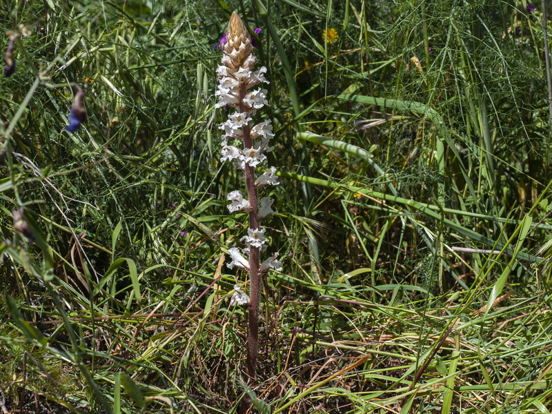 Orobanche crenata.01