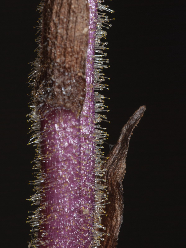 Orobanche crenata.04