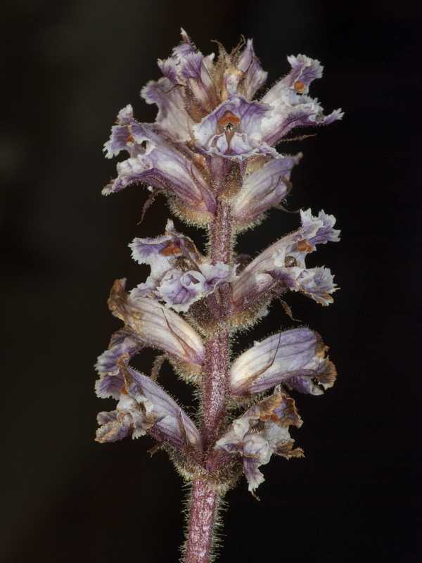 Orobanche crenata.05