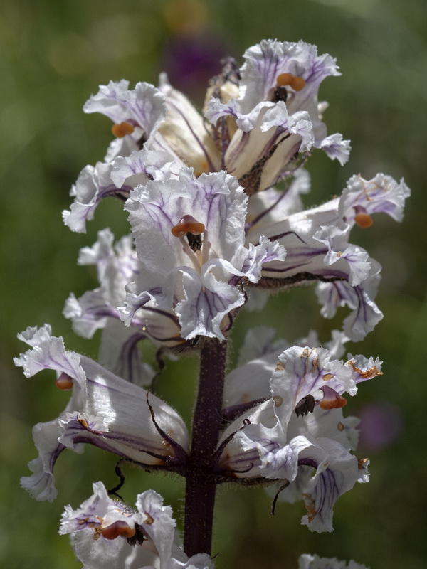 Orobanche crenata.12