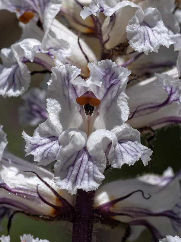 Orobanche crenata.13