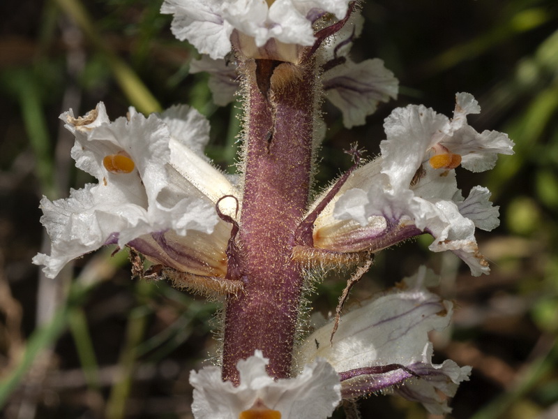 Orobanche crenata.16