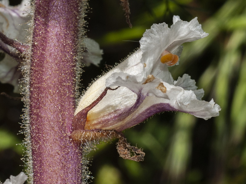 Orobanche crenata.17