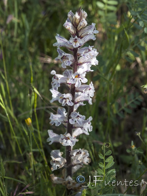 Orobanche crenata.18