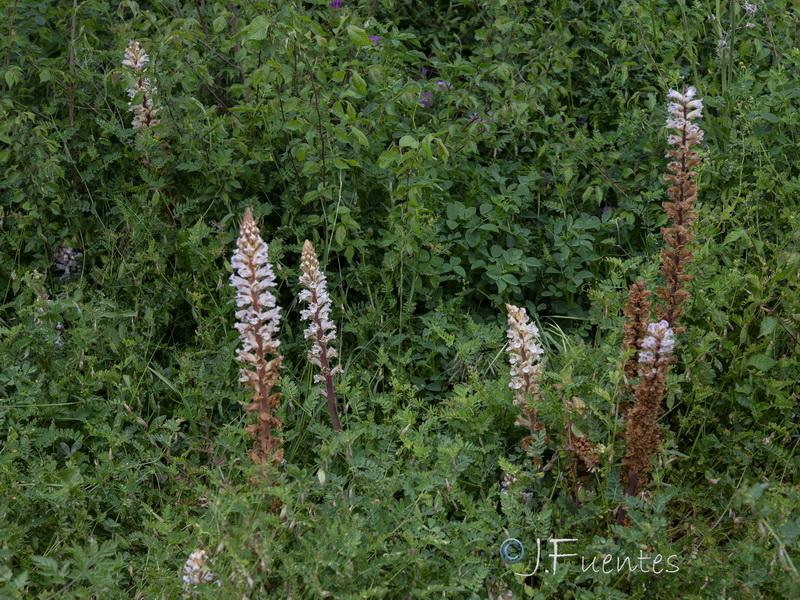 Orobanche crenata.01