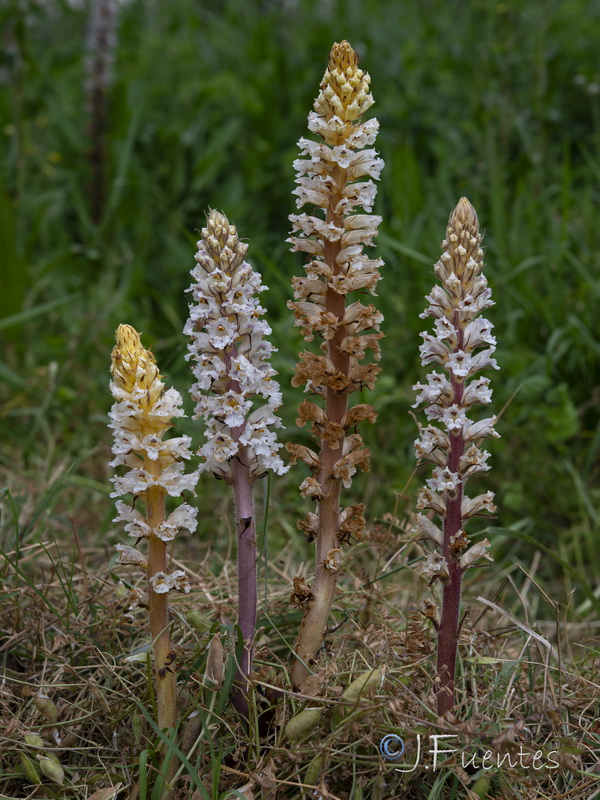 Orobanche crenata.20