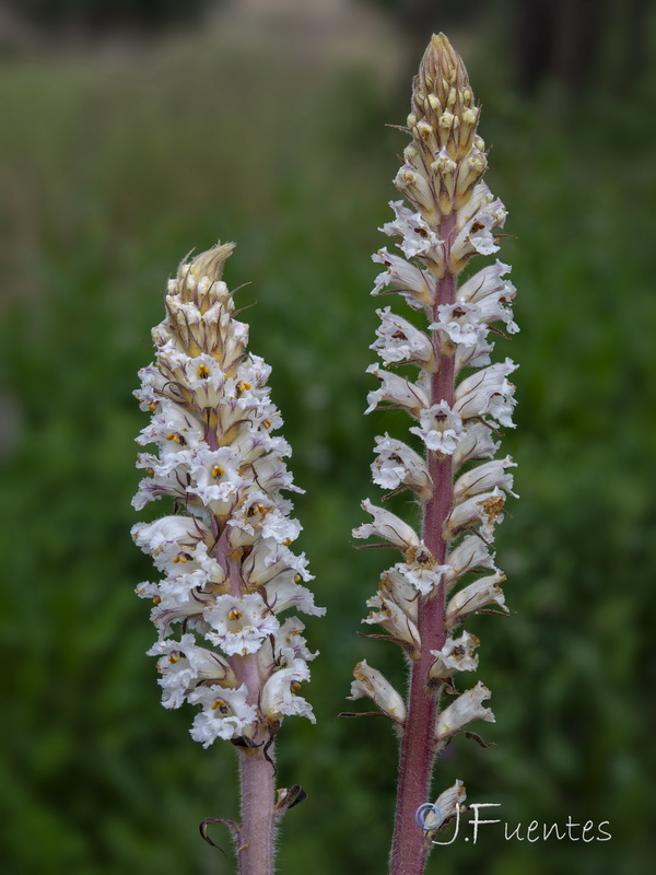 Orobanche crenata.18