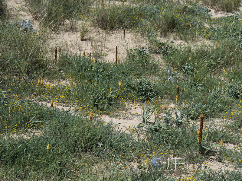 Orobanche densiflora.02