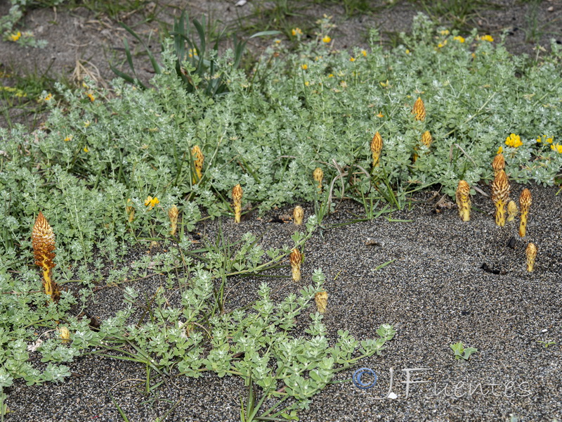 Orobanche densiflora.03