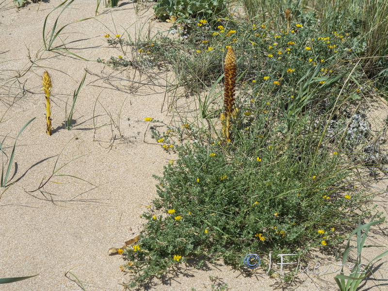 Orobanche densiflora.05