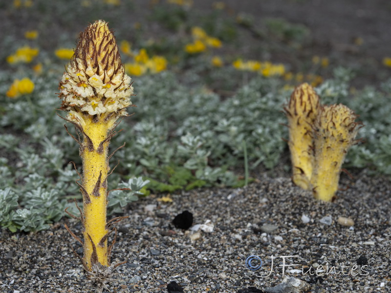 Orobanche densiflora.07