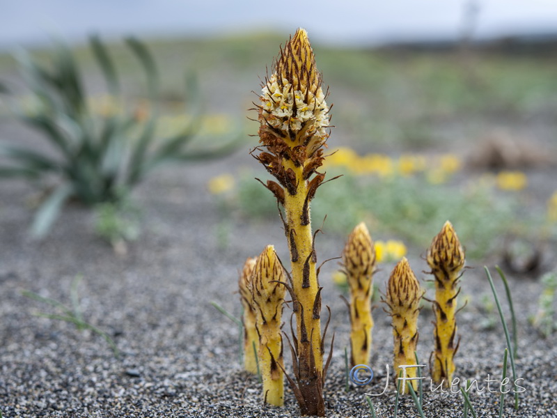 Orobanche densiflora.08