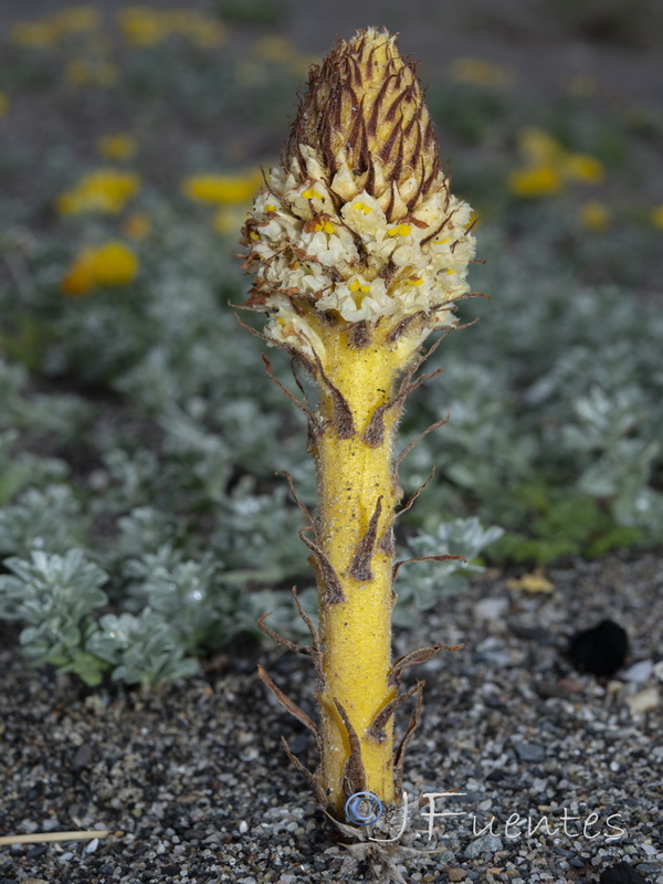Orobanche densiflora.09