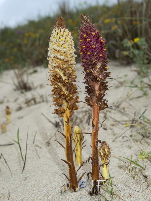 Orobanche densiflora.10