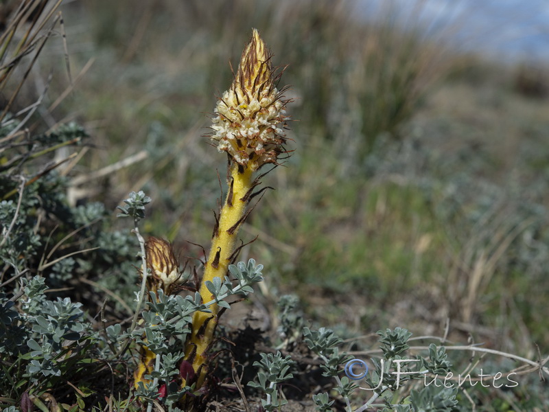 Orobanche densiflora.11
