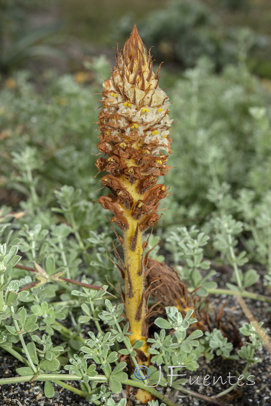 Orobanche densiflora.12