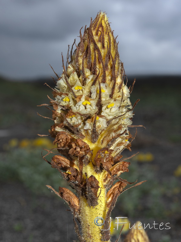 Orobanche densiflora.13