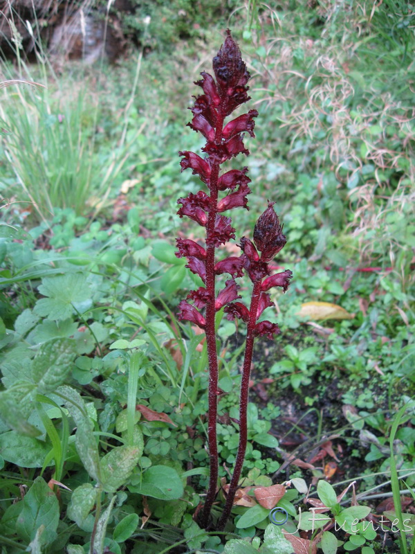Orobanche foetida broteri.01