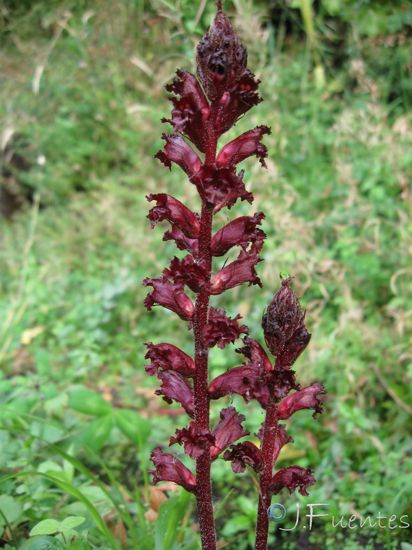 Orobanche foetida broteri.02