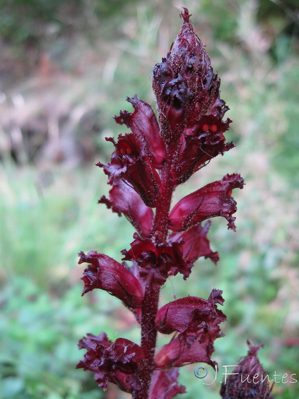 Orobanche foetida broteri.03