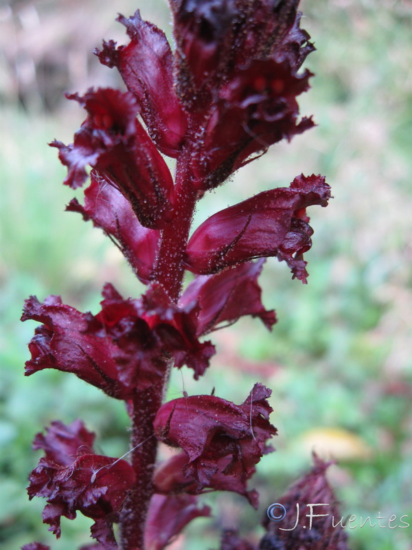 Orobanche foetida broteri.04