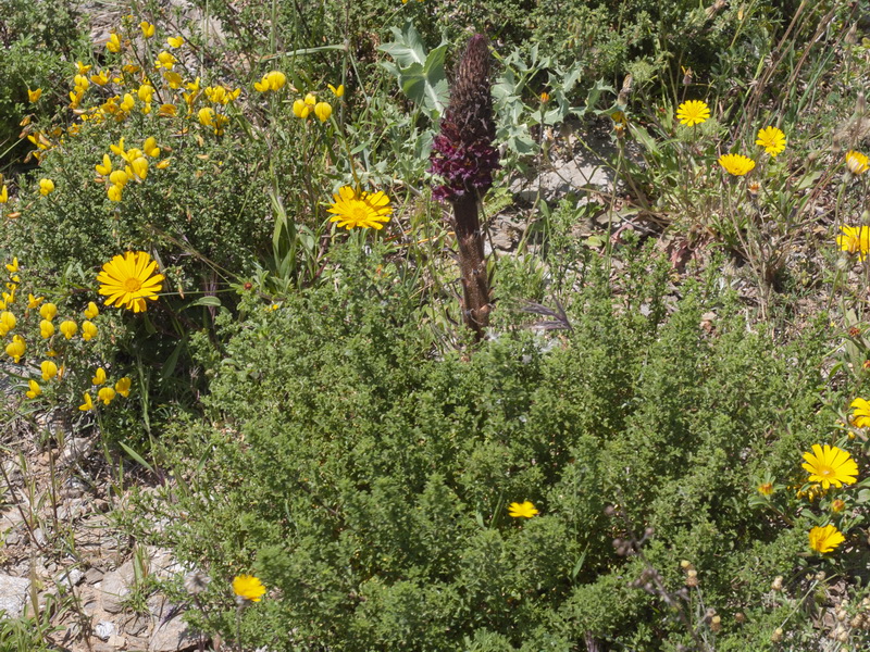 Orobanche foetida foetida.02