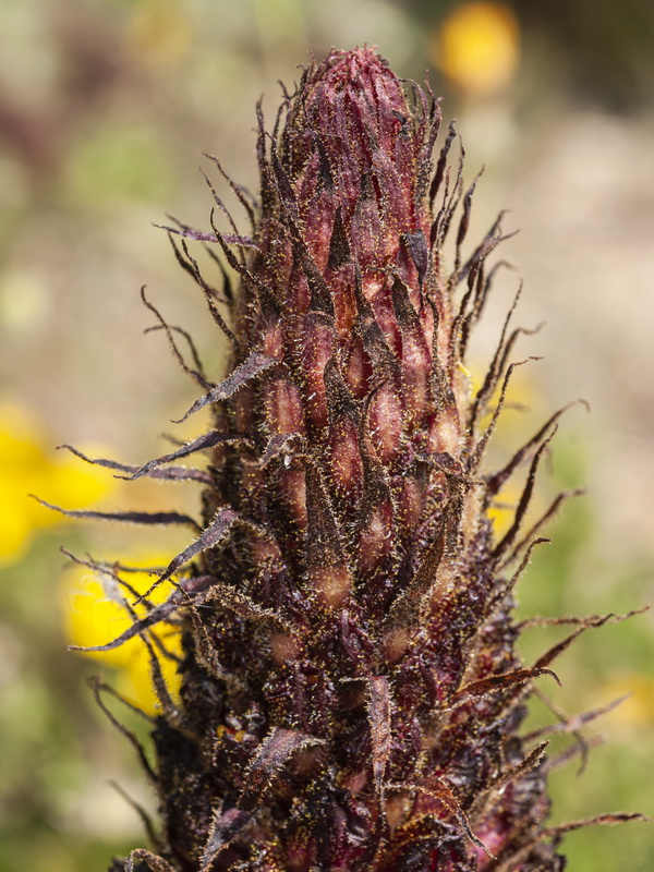 Orobanche foetida foetida.05