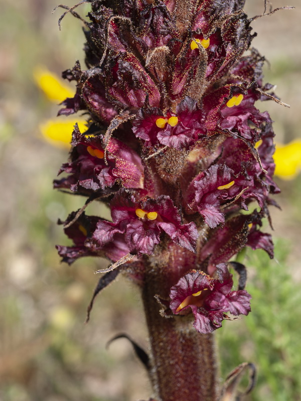 Orobanche foetida foetida.06