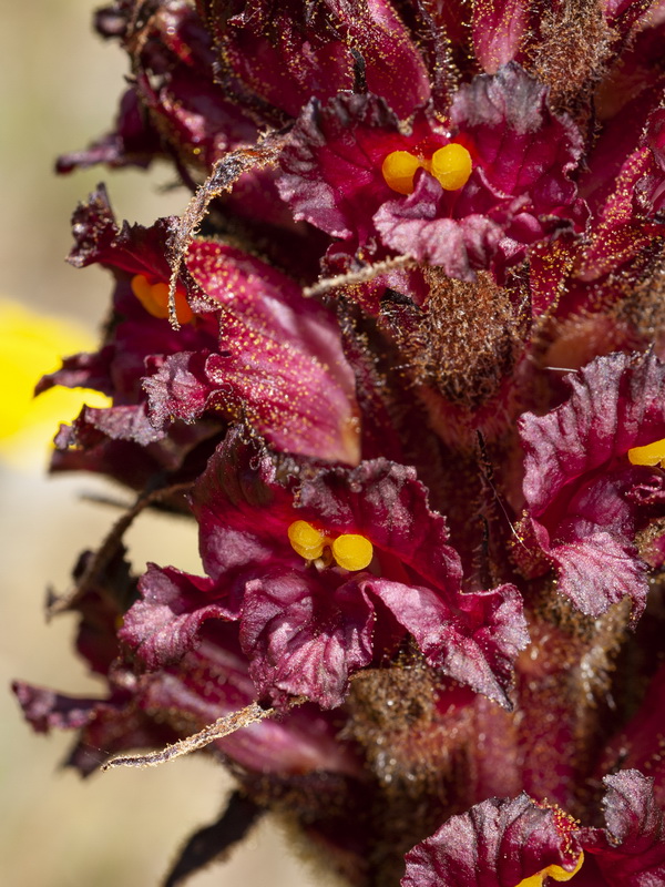 Orobanche foetida foetida.10