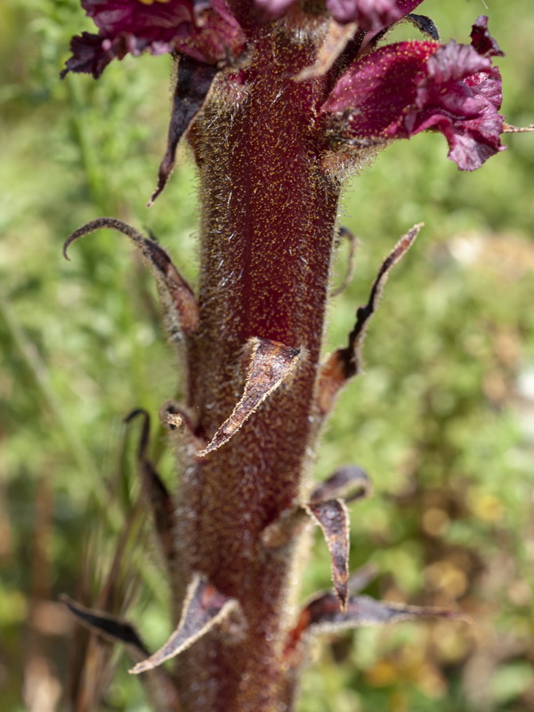 Orobanche foetida foetida.11