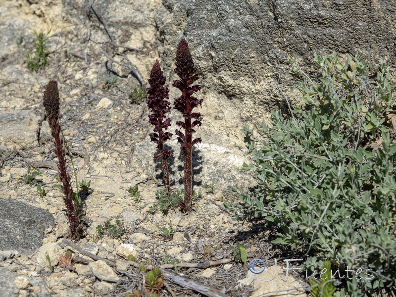 Orobanche foetida foetida.12