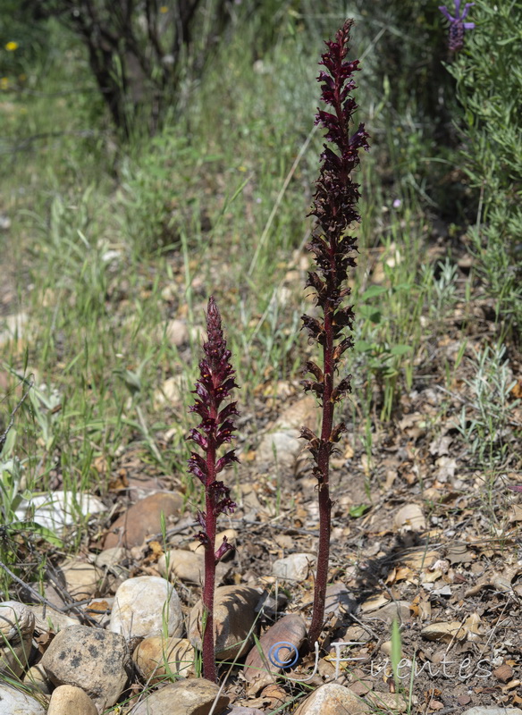 Orobanche foetida foetida.14