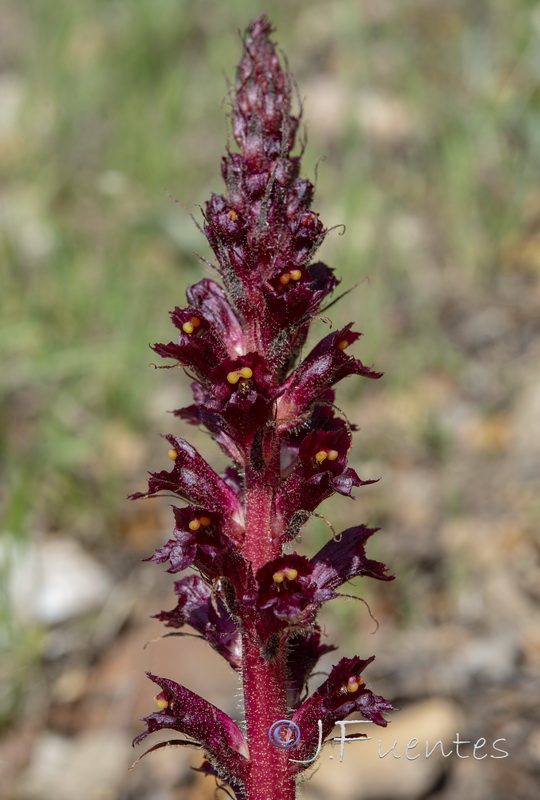 Orobanche foetida foetida.17