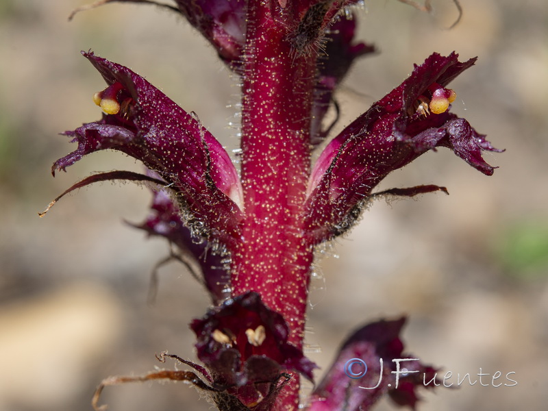 Orobanche foetida foetida.18