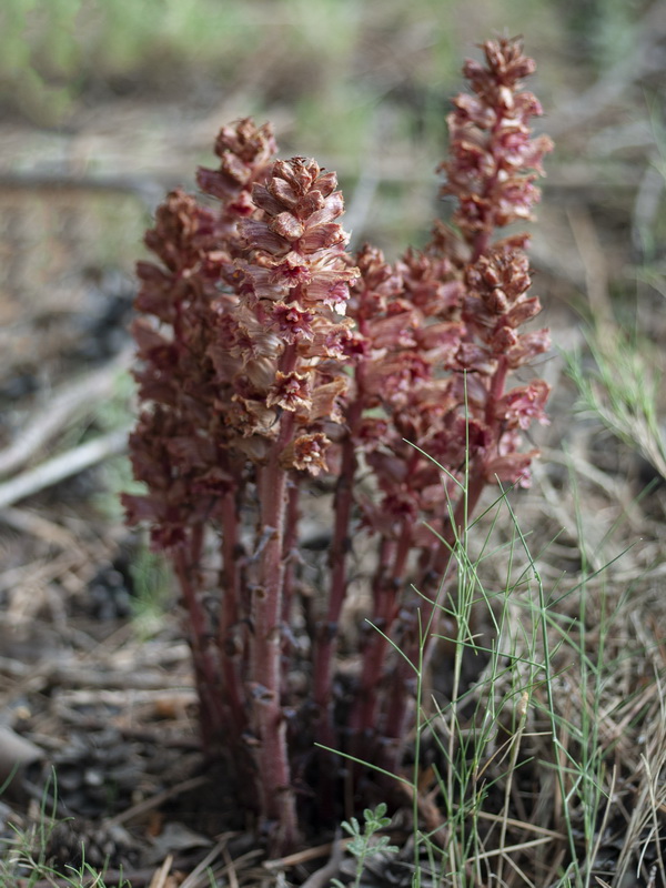 Orobanche gracilis deludens.03